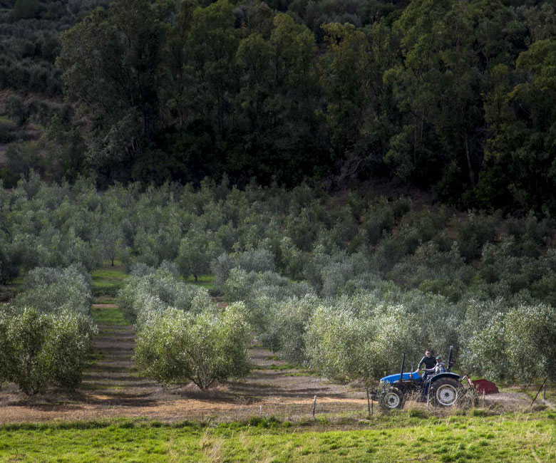 Frantoio Malavalle | Olio creato con passione