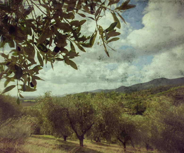 Frantoio Malavalle | Olio creato con passione Frantoio Malavalle | Olio creato con passione